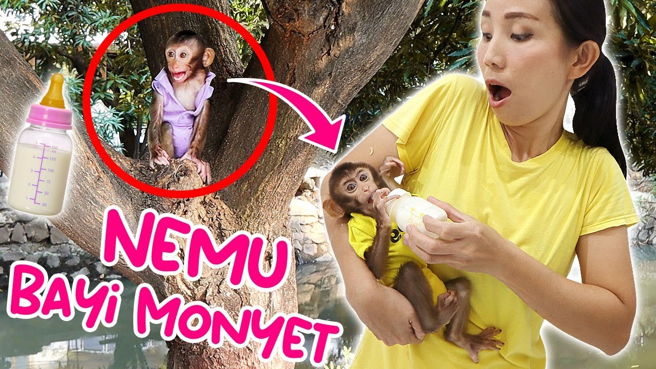 NEMU BAYI MONYET DI POHON !! HEWAN LUCU MINUM SUSU ! Vlog Lucu | CnX Adventurers