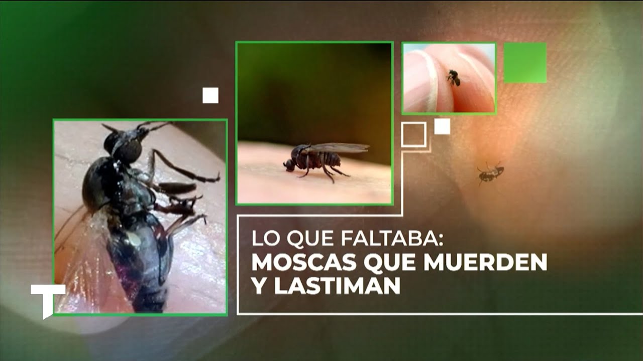 Llegaron los barig&uuml;&iacute;: las moscas que muerden y hacen sangrar