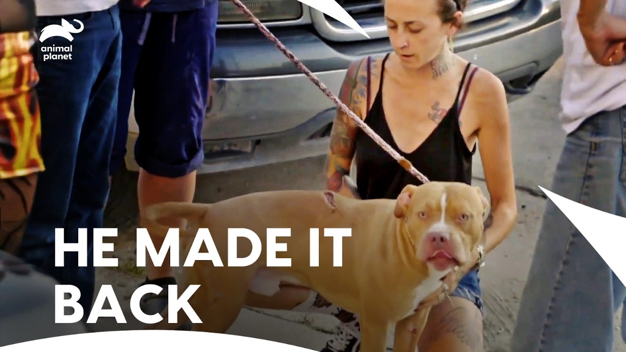 Lost & Found! Injured Dog Returns Home After Being Hit by Car | Pit Bulls & Parolees | Animal Planet