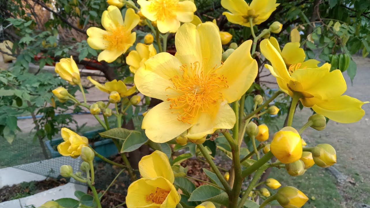 Mai Huỳnh hoa đăng 