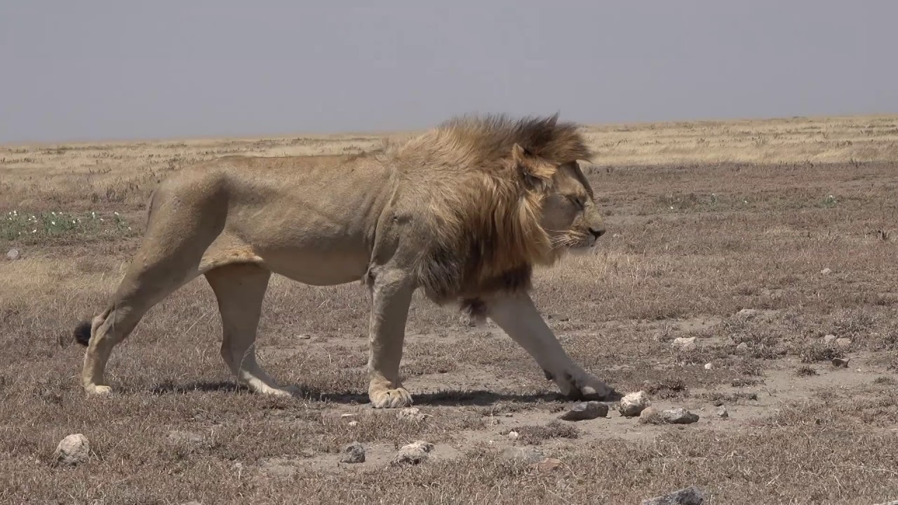 new  lion walking