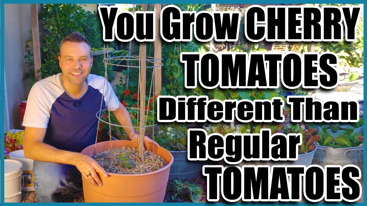 Grow Cherry Tomatoes in a Container