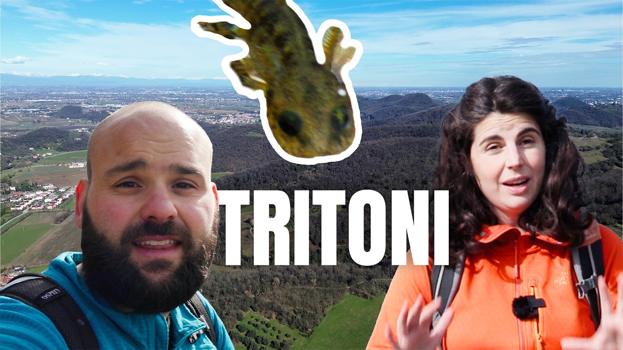 Alla scoperta dei tritoni nei Colli Euganei