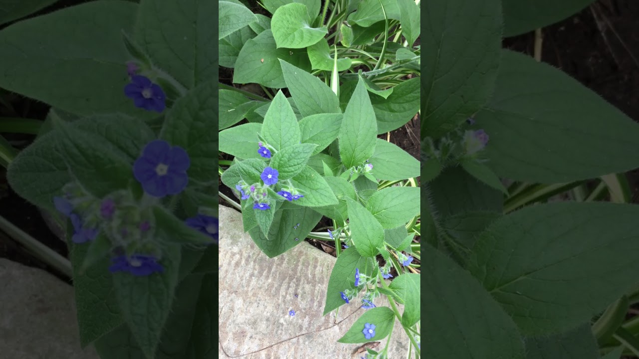 Avery hill Winter garden Tour by Lorraine jones gardener