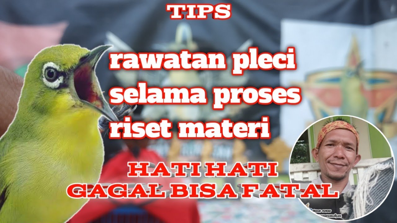 perawatan pleci yang di cabut bulu - riset materi pleci