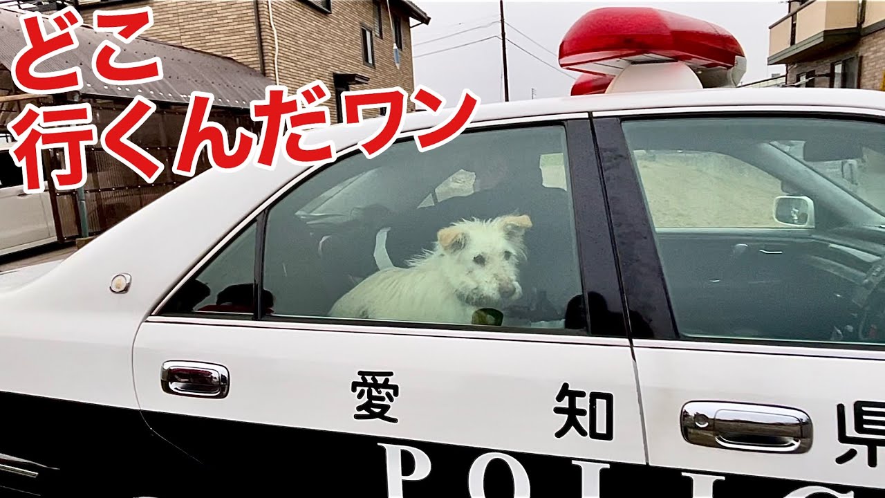 猫ならぬ、迷い犬を保護しました