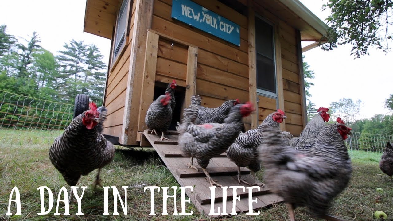 A Day in the Life of Farming~ Modern Steader Update