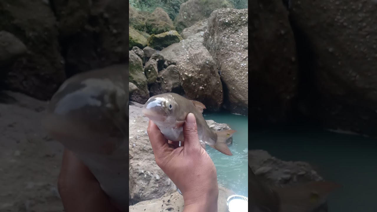 🎣Asala 🐟🐟🐟🐟 fish🎣