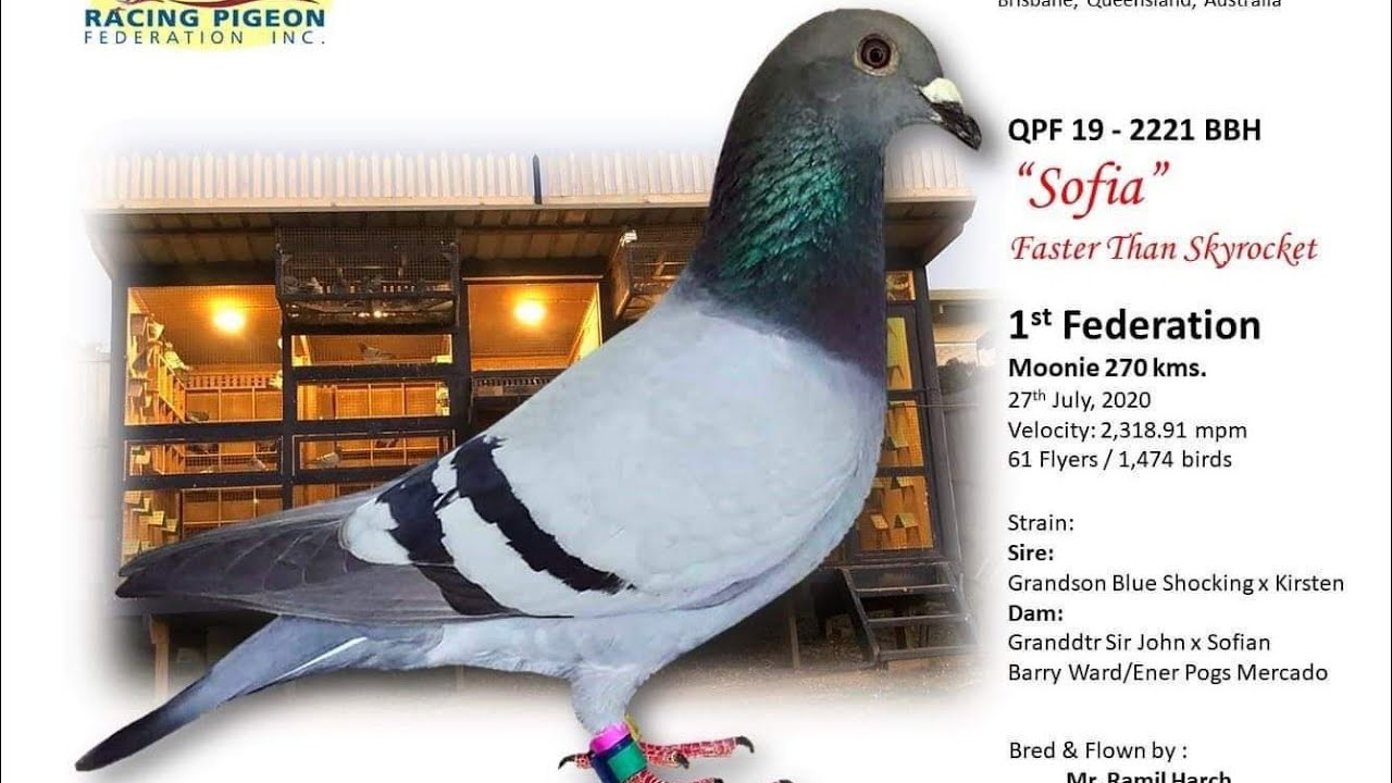 The fastest bird in Brisbane QLD Australia and the night flyer both winner from the best Jansen line