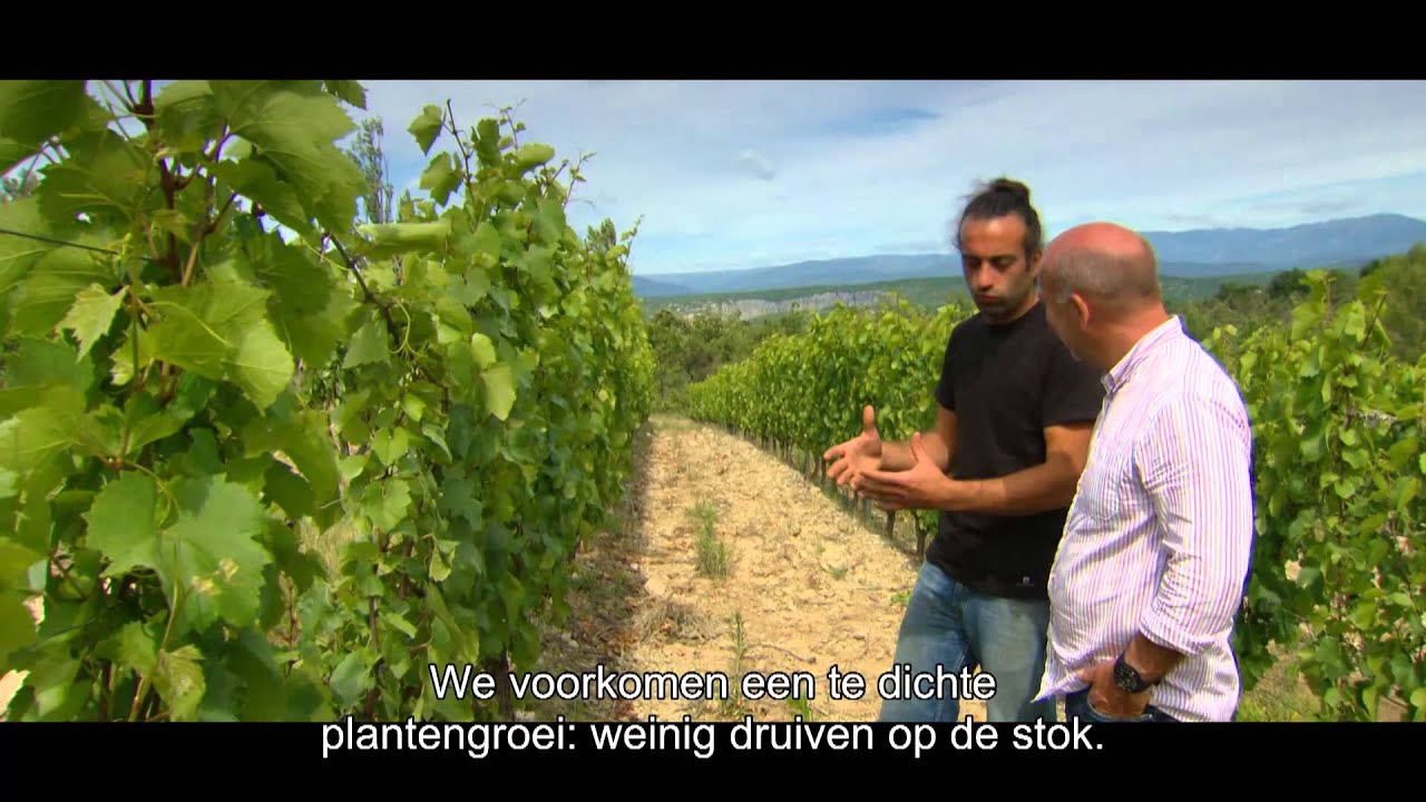Piet Patron - Cyriel & wijn