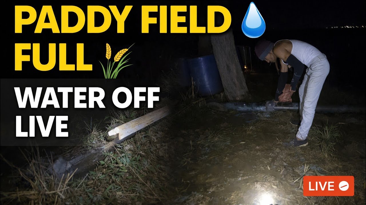 Paddy Field Water Filled LIVE 🌾💧 | ડાંગર વાળા માં પાણી ભરાઈ ગયું – હવે બંધ કરીએ | Khedut Life