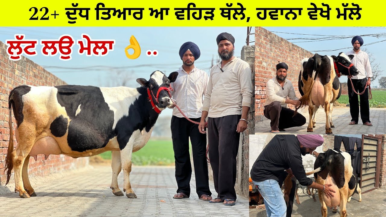 ਭਿੰਦੇ ਪੂੰਨੀਆ ਕੋਲ ਇੱਕ ਵਹਿੜ ਸੂਈ ਵਿਕਾਉ 24 ਕਿੱਲੋ ਦੁੱਧ, ਤਿਆਰ ਮੁੱਲ ਬਿਲਕੁਲ ਜ਼ਾਇਜ ਪਿੰਡ ਪੂੰਨੀਆ ਤਰਨਤਾਰਨ 