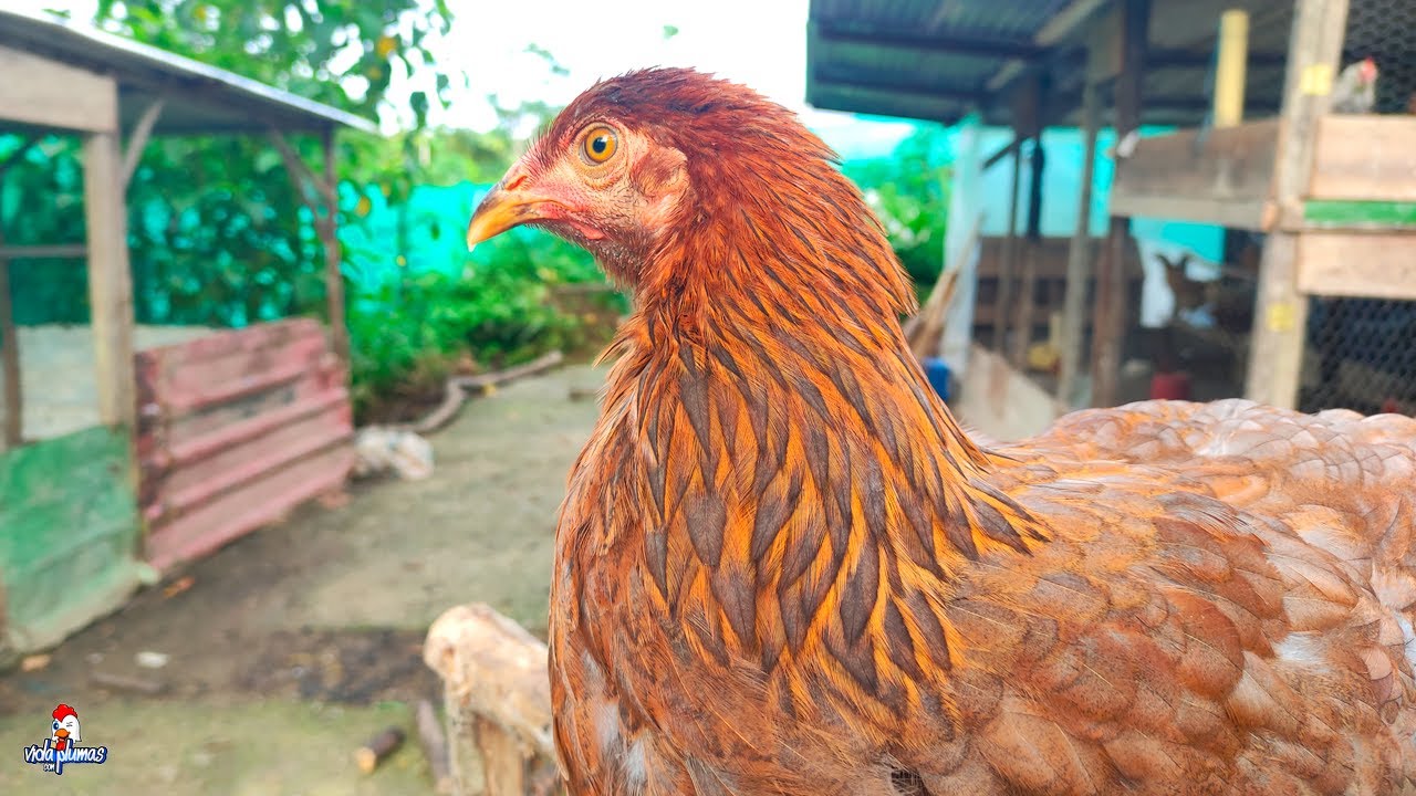 Un Dia en Mi Gallinero #9 - Esto te espera si quieres tener gallinas