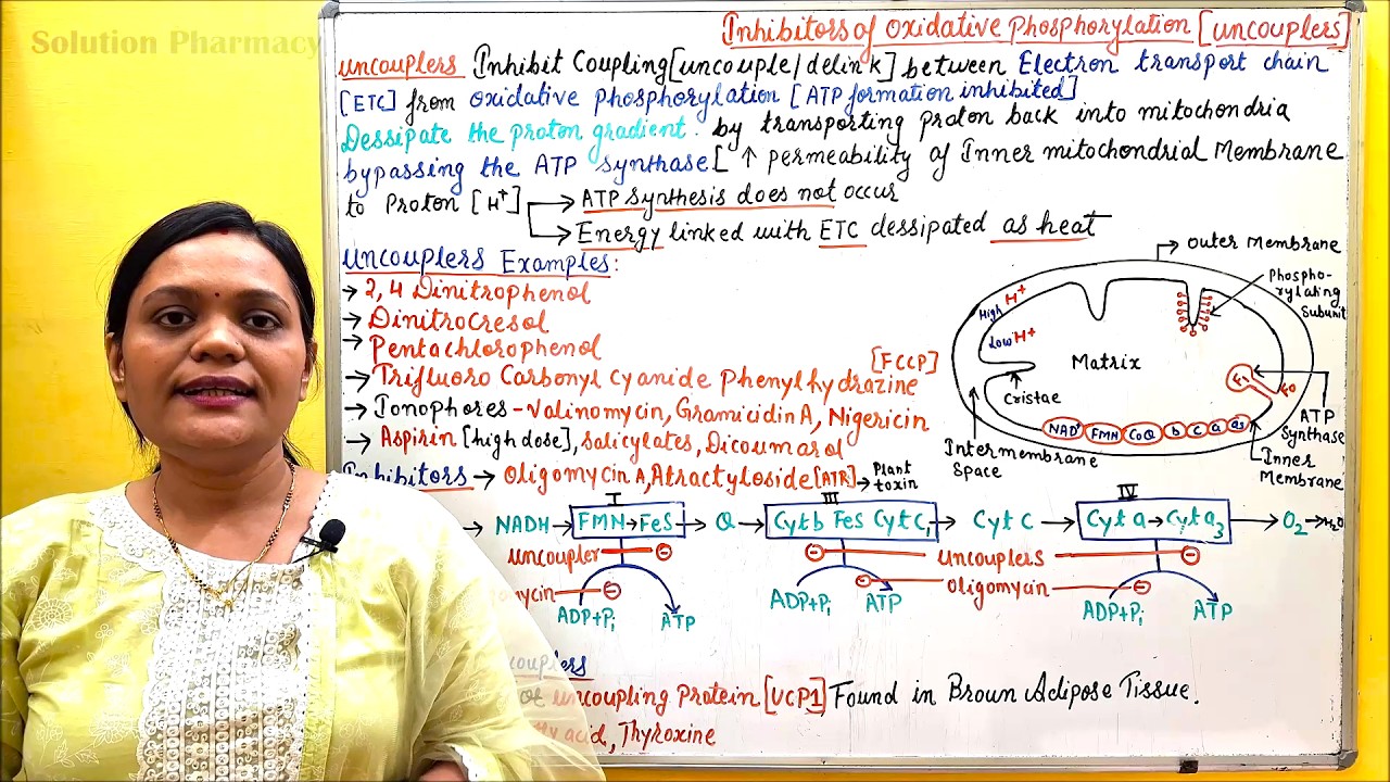 (24) Oxidative Phosphorylation | Uncouplers & Inhibitors of Oxidative Phosphorylation | Thermogenin
