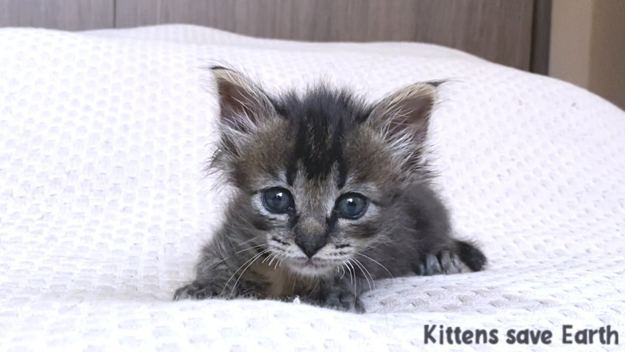 Играть с очень милым котенком было непринужденно.