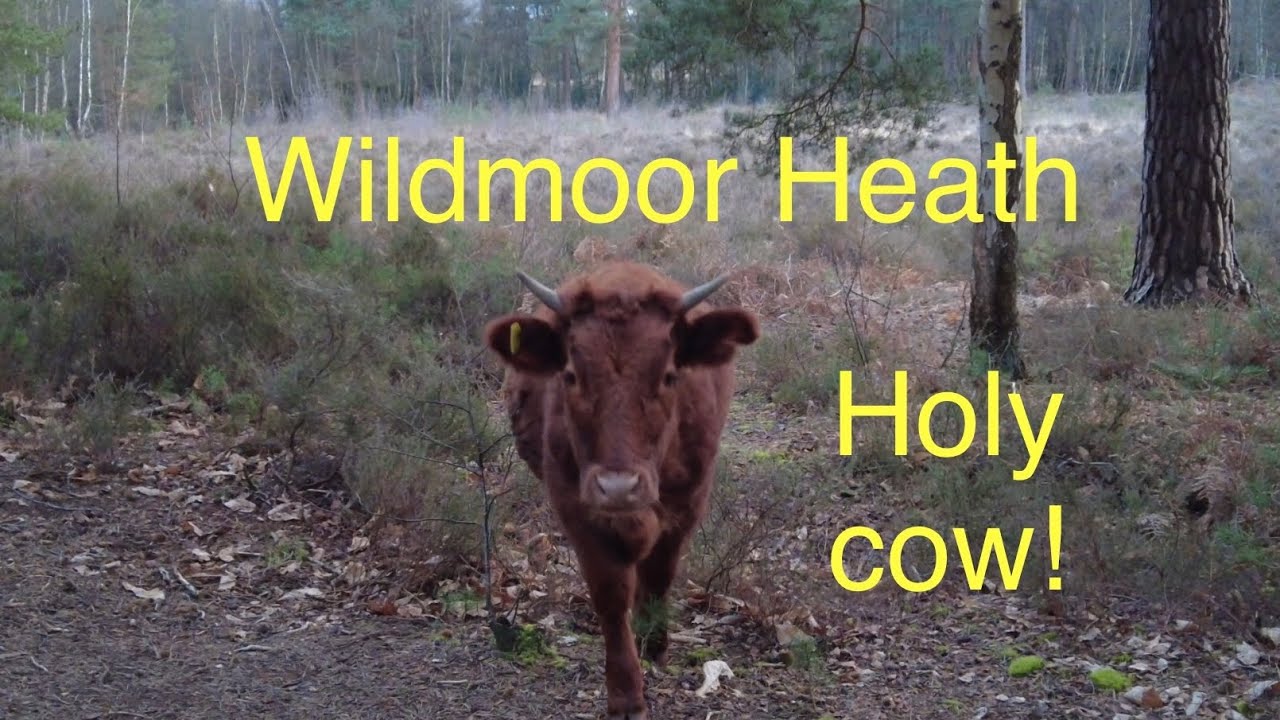 A trek to find a cow!