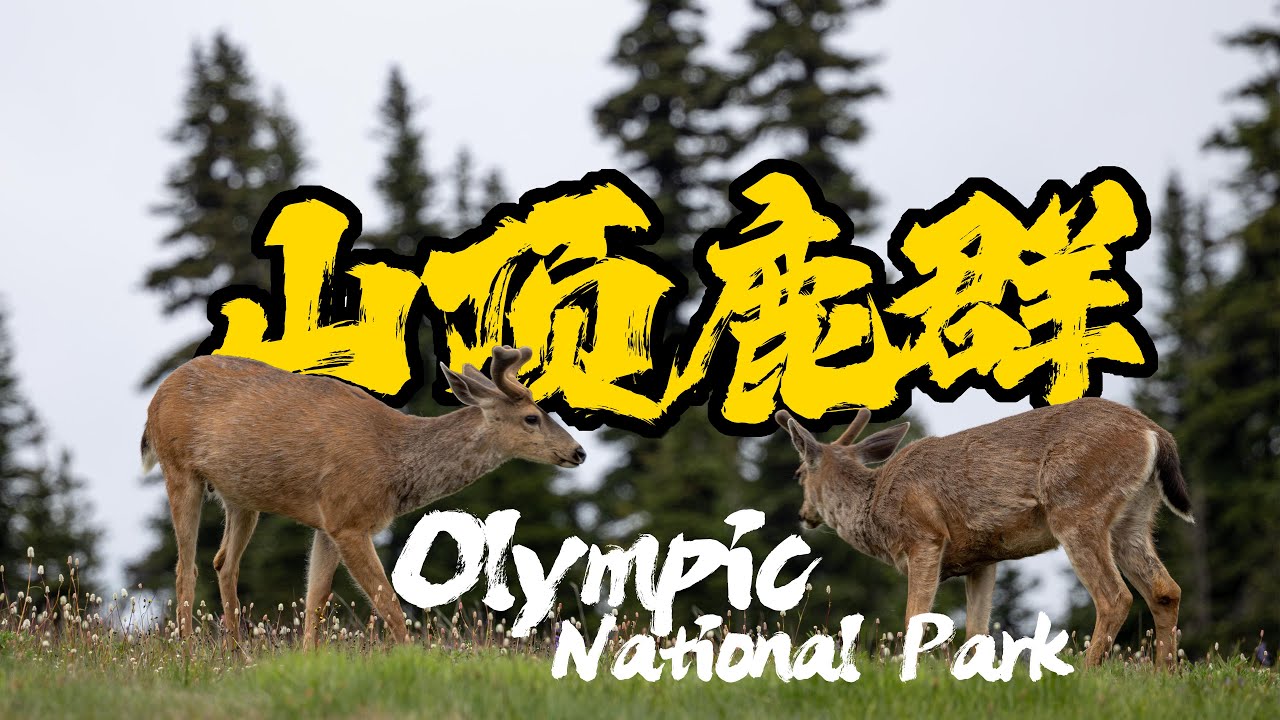 奥林匹克国家公园毛胚房车之旅 · 第三集｜North West Pacific US Canada Trip Ep. 3 | 4k
