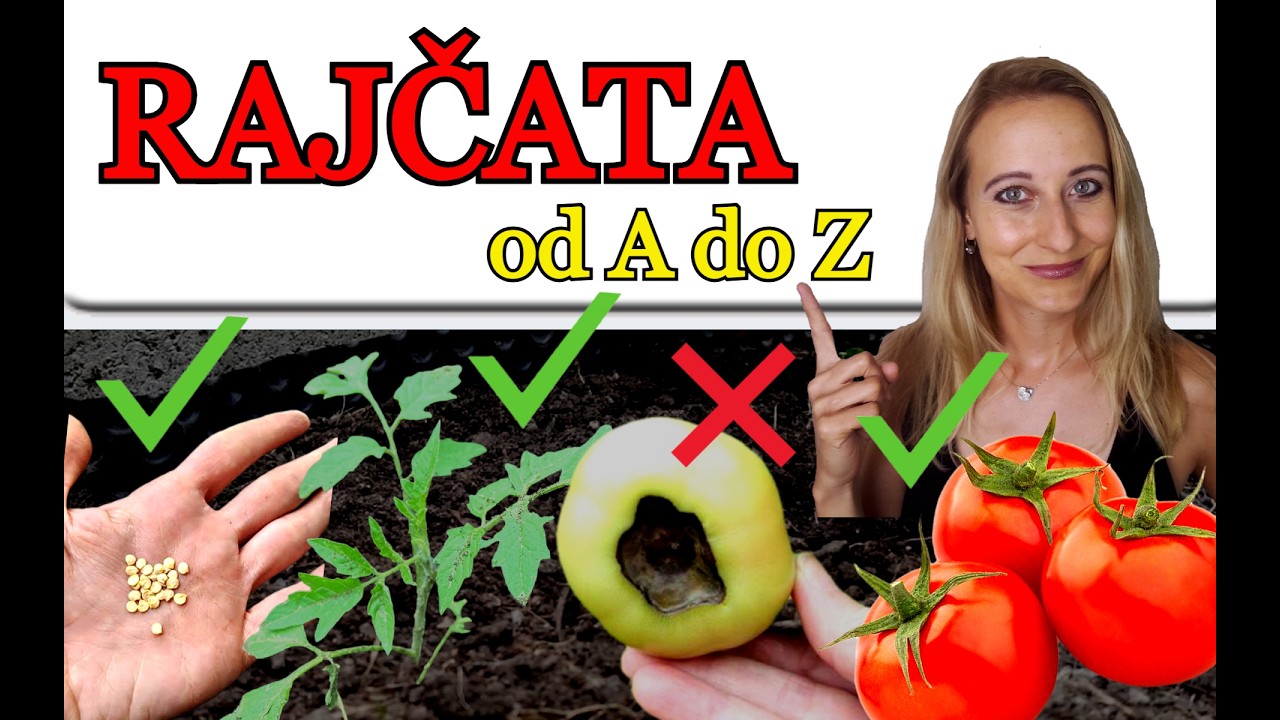 RAJČATA | Kompletní NÁVOD na pěstování RAJČAT pro rekordní úrodu bez plísně | od JARA do ZIMY