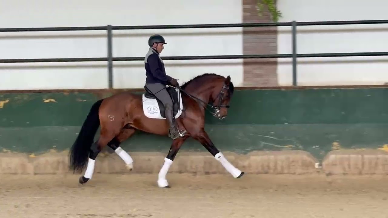 ⭐️NUMIDA⭐️ , training session, PSL stallion , 9yo.