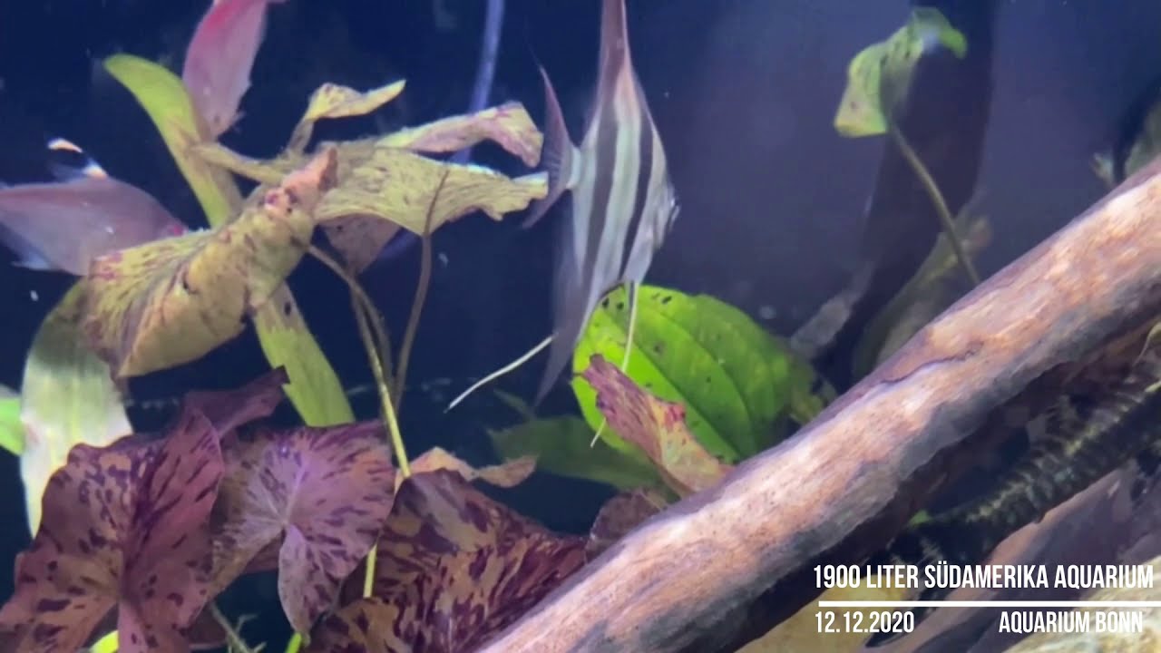 ++ 1900 Liter Südamerika Aquarium Stand 12.12.2020 ++