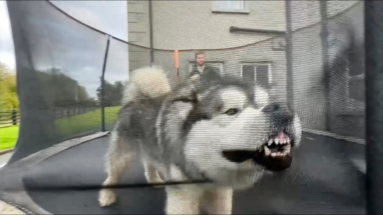 Giant Husky Protects Little Girl On Trampoline! Phil Gets Jealous!!