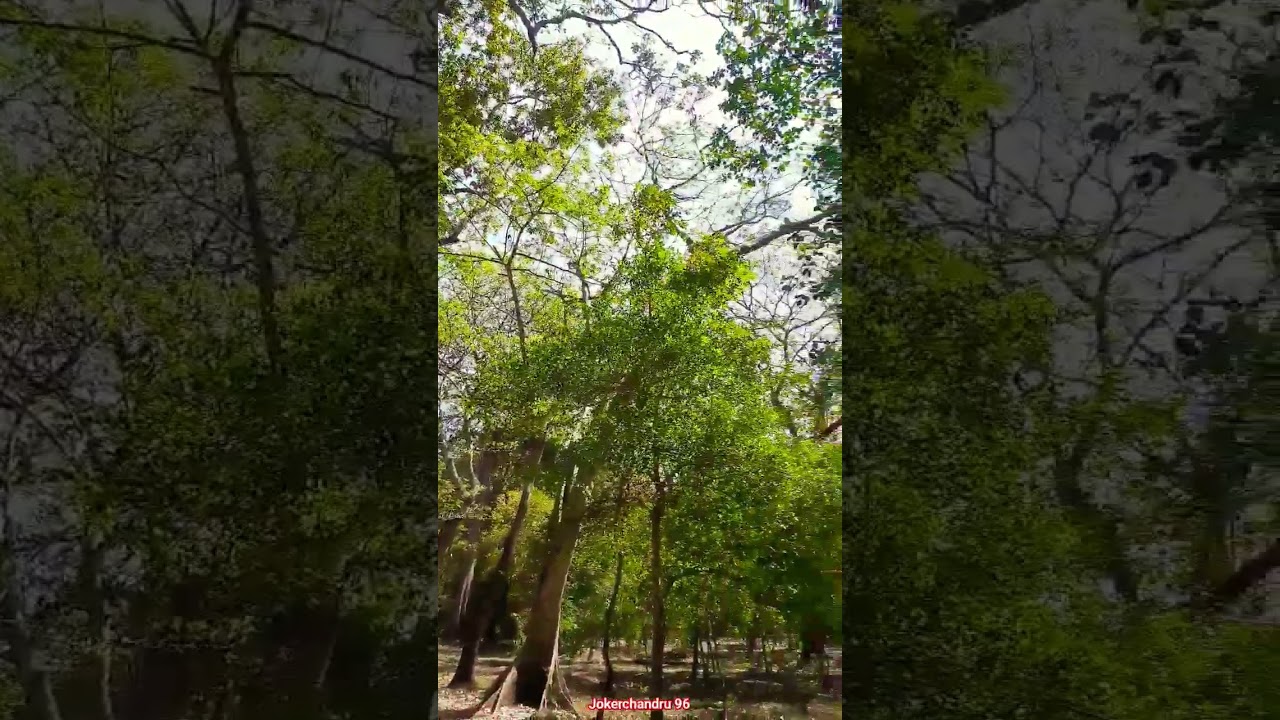Forest | Theni Suruli Falls | Nature | Travel | life | Life WhatsApp Status | @jokerChandru96