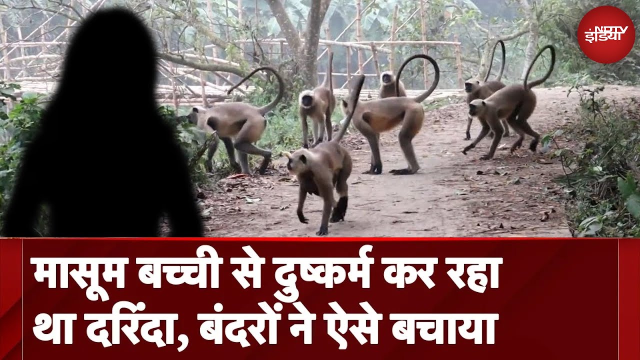 UP News: Baghpat में मासूम से Rape की कोशिश, बंदरों ने ऐसे बचाया । Monkey's Attacks On Accused