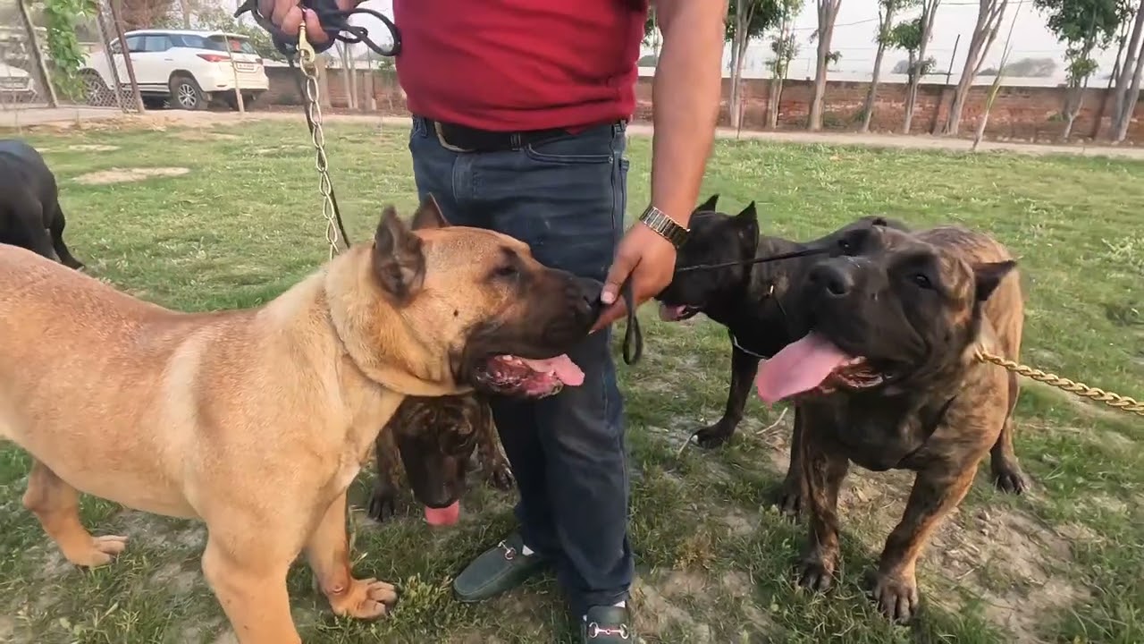 फाड़ के रख देते हैं Presa Canario अगर कोई उँगली करे तो 😳😳😳