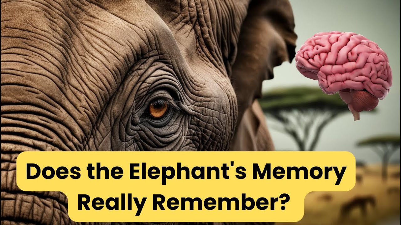 Does the Elephant's Memory Really Remember?