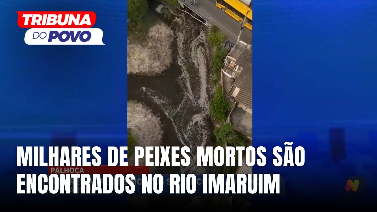 Milhares de peixes foram encontrados mortos no Rio Imaruim, em Palhoça