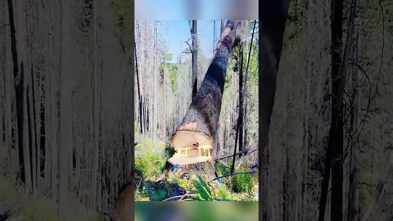 Tree cutting gone wrong😅🥹#tree#cutting#fail#fyp.