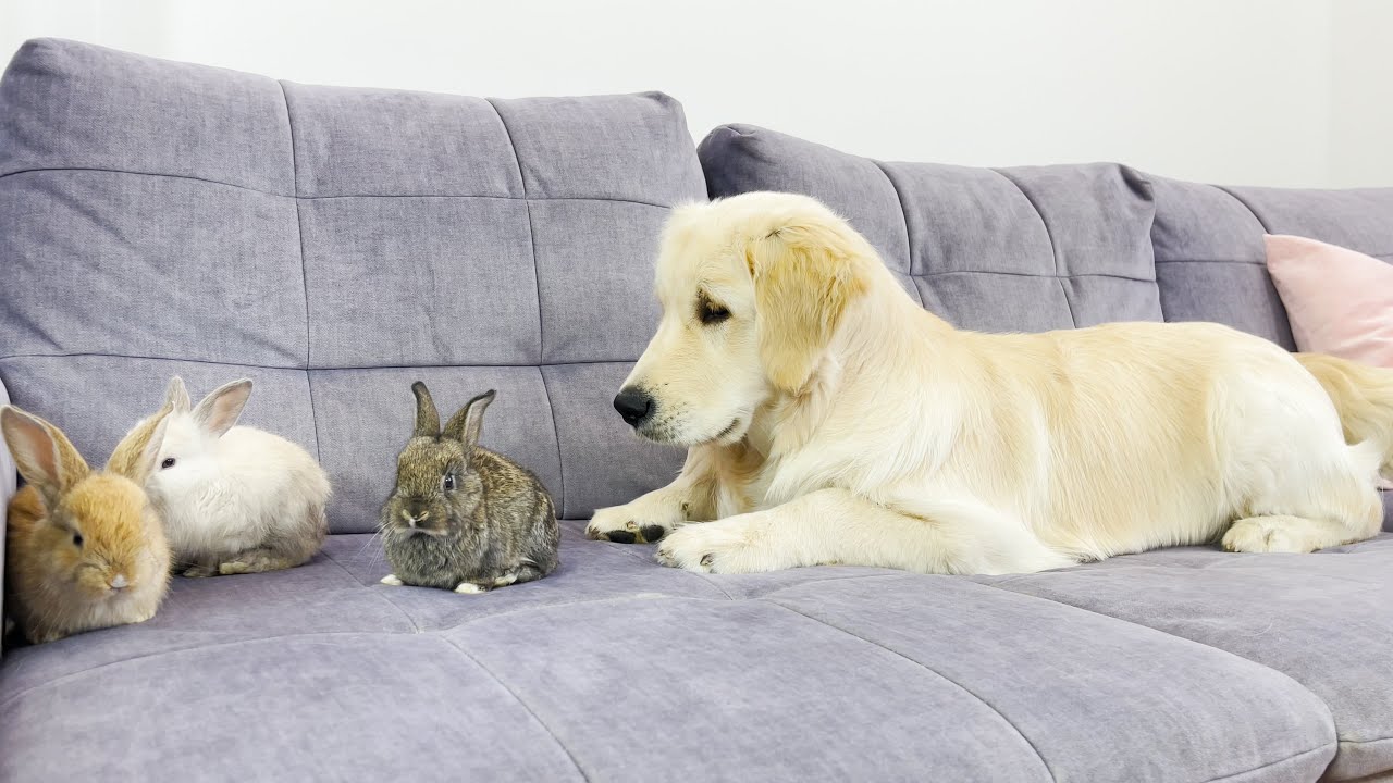 Golden Retriever Puppy Meets Tiny Bunnies for the First Time!