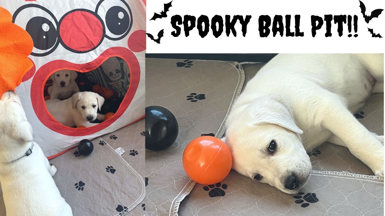 6 Week Old Puppies Experience The Ball Pit For The First Time!