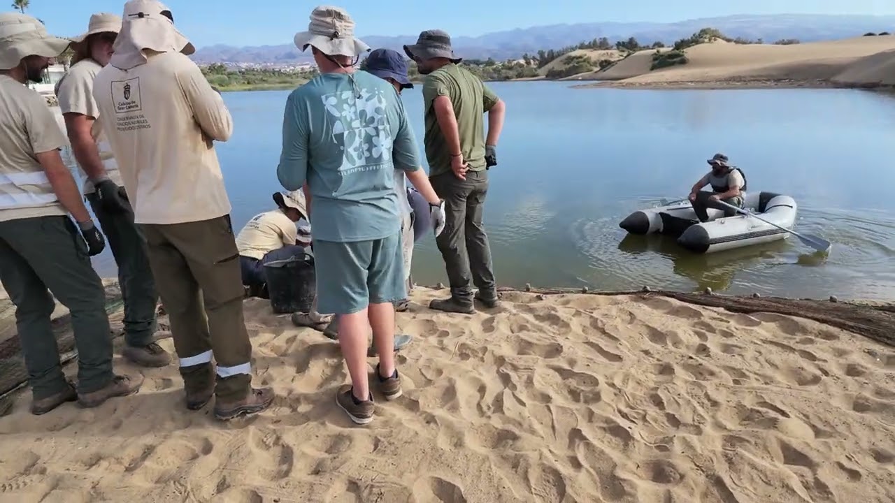 was ist denn hier los? Netzfischen an der Charca de Maspalomas.....
