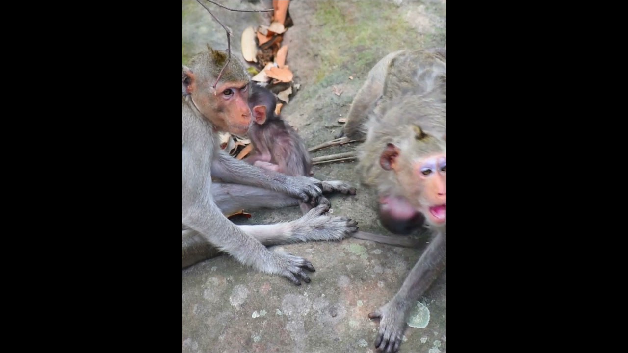 Tiny baby monkey living with mom and get milk