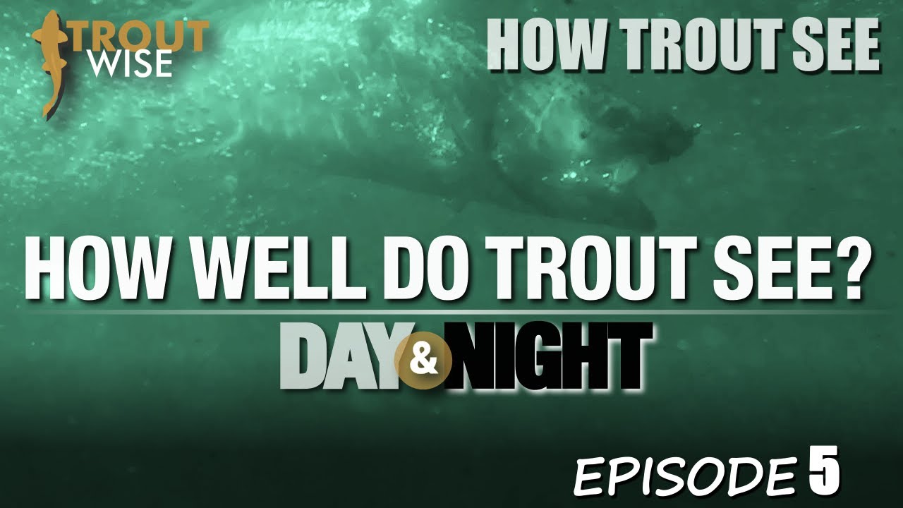 How Trout See - How well do Trout see?
