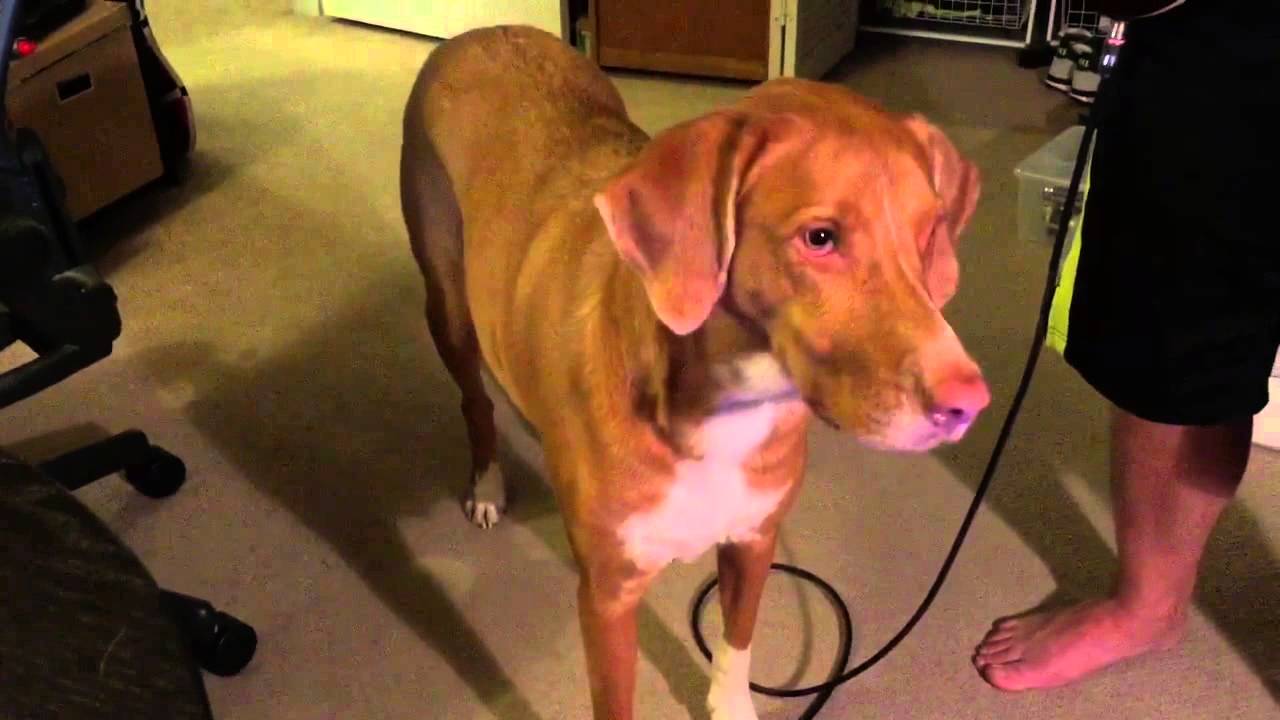Dog Puts an End to Confusing Guitar Noises