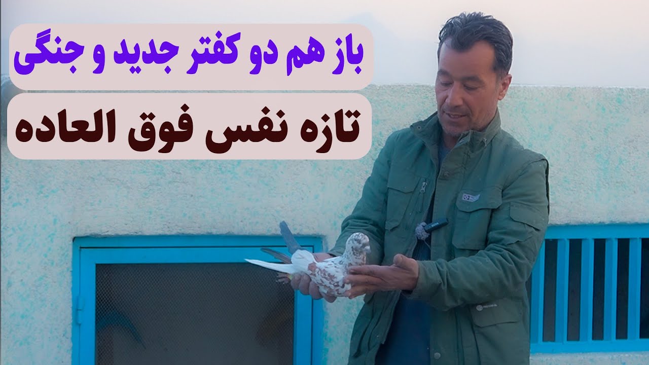 0438باز هم دو کفتر جدید و جنگی تازه نفس فوق العادهAfghan Shawqi