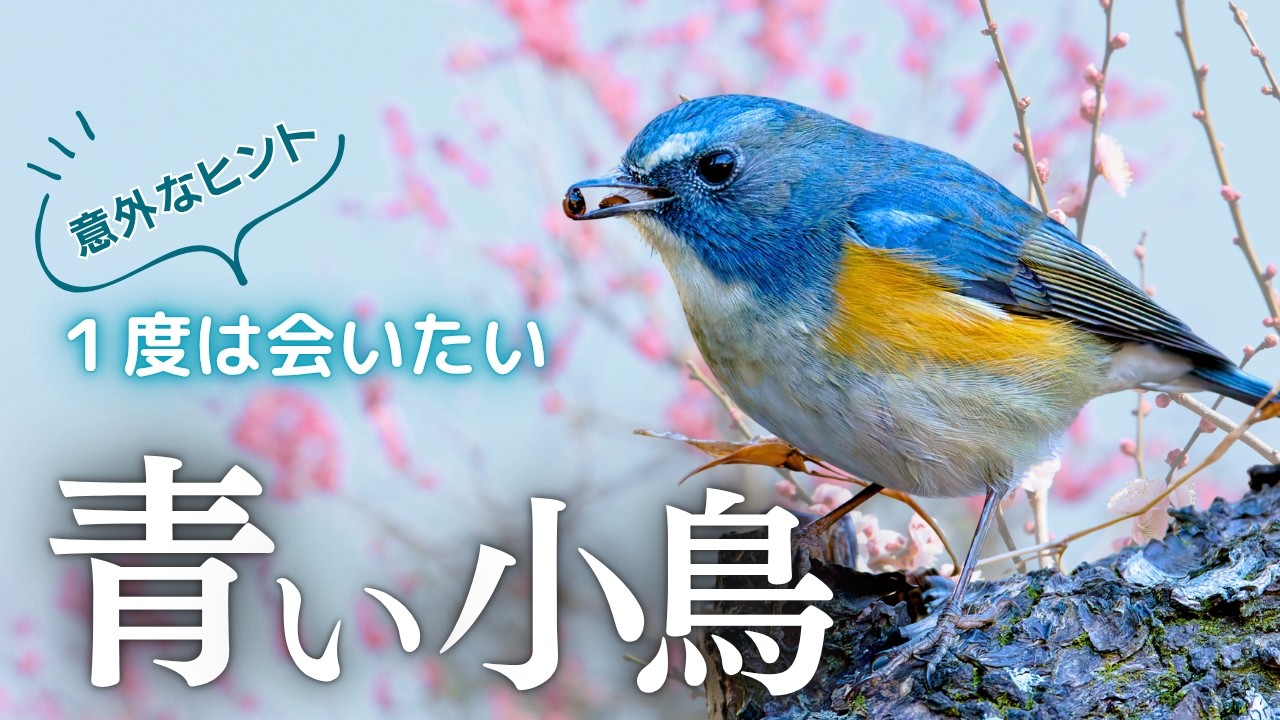 【青い鳥に会える】ルリビタキの見つけ方と撮影の意外なコツ｜おすすめ探鳥地４つ