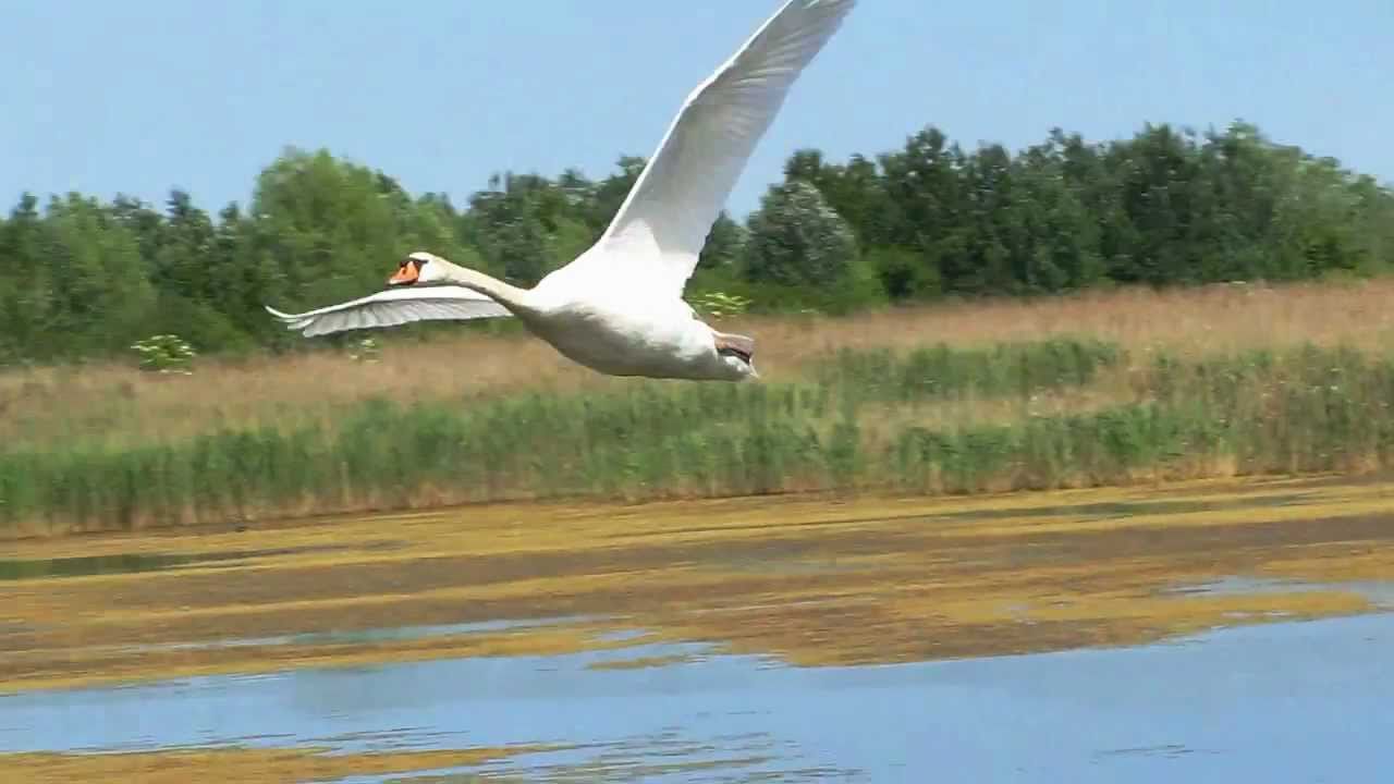 Brussa Valle Vecchia di Caorle - Il Grande Falco e  la Poiana - Prede e predatori. Nature Reserve -