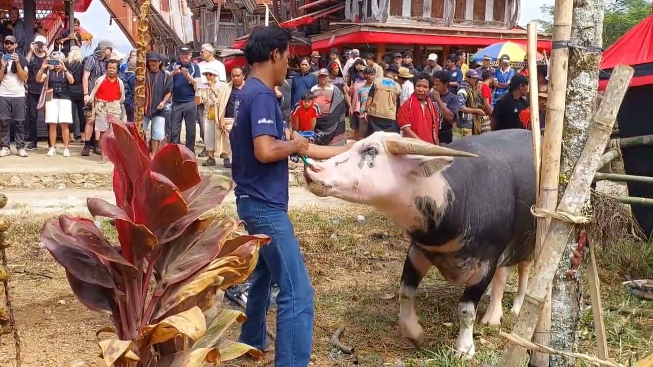 tradisi adat suku toraja, ma'tinggoro tedong
