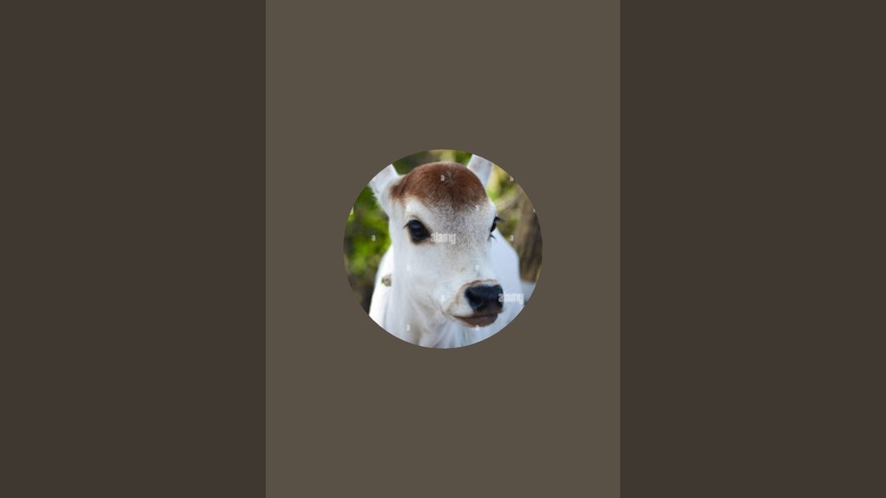 @Badal,Singh animal lovers 💕 is live