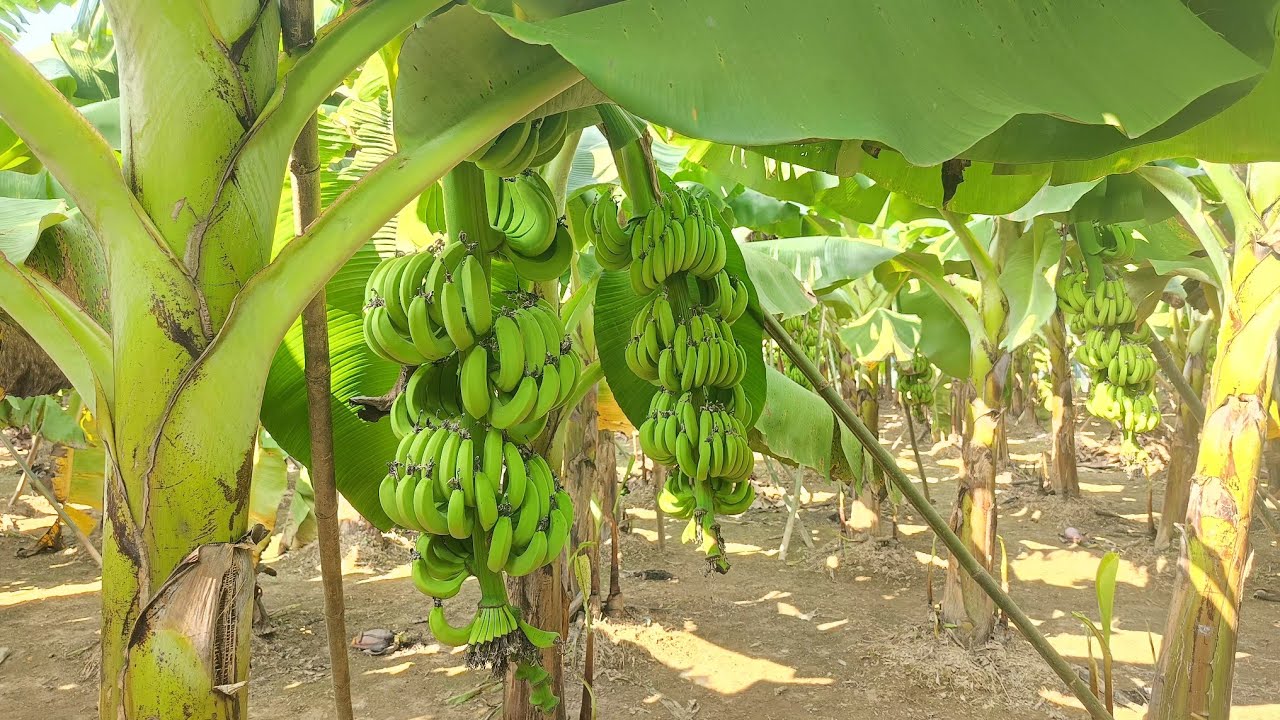 পুরাতন বাগানের নতুন আপডেট, #কলা_চাষ #কলা #banana_farming #agriculture 