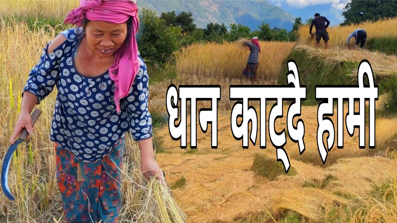 Dhan Katnu Dama Dam Hami