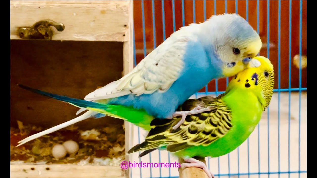 Budgies mating. (Skye and Midori the budgie) Still learning to mount , hold and balance for mating