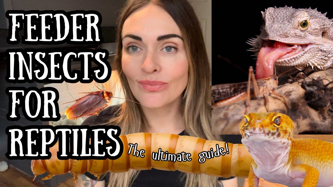 Feeder Insects For Reptiles: The Ultimate Guide (Featuring The Critter Depot Unboxing)