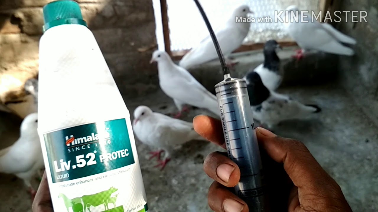 Basic medicine Supplement for birds Himalaya Liv. 52 Protec Liquid