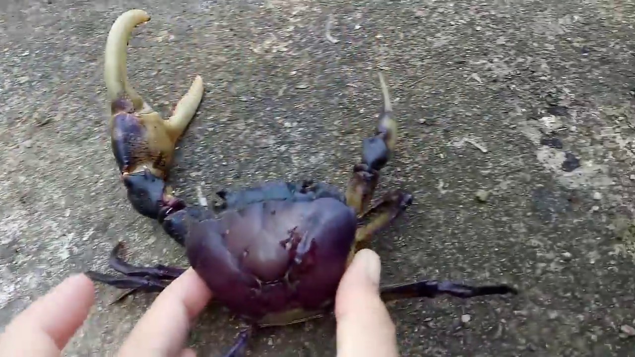 Big Crab  Kdam Srea Cambodia Crab  ក្ដាមស្រែ  crab in Cambodia