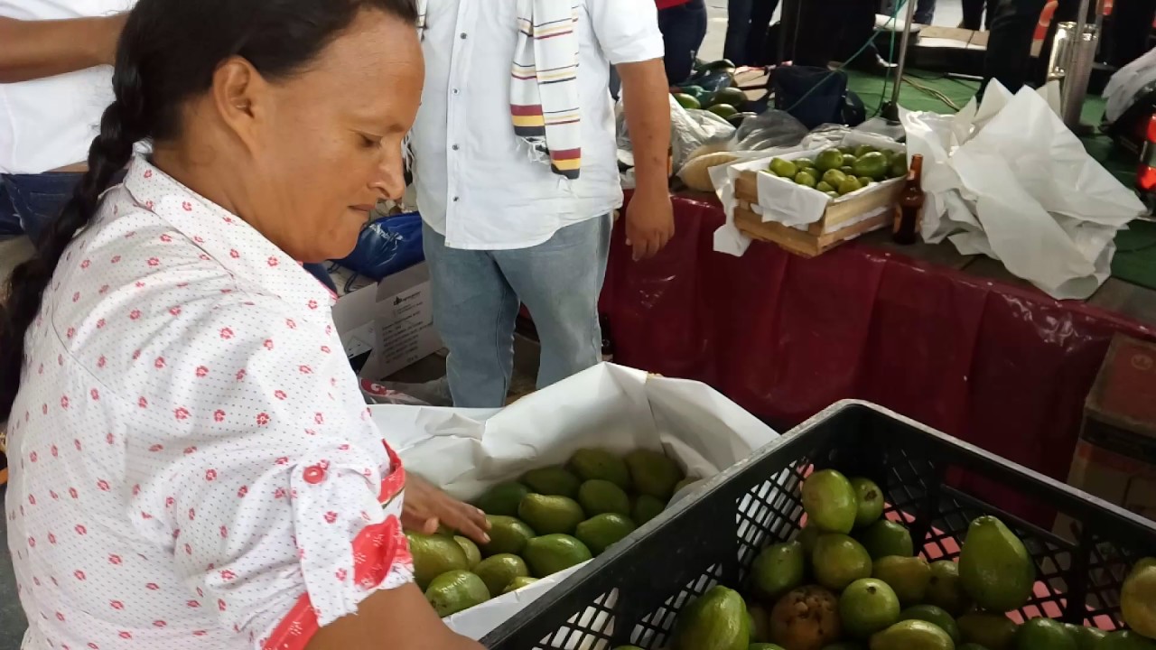 El mejor y mas rapido empacador de Guayaba en Lejanias: es una Mujer