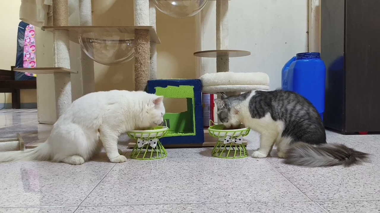 Into You by Ariana Grande with Husk & Angel Babies 💖